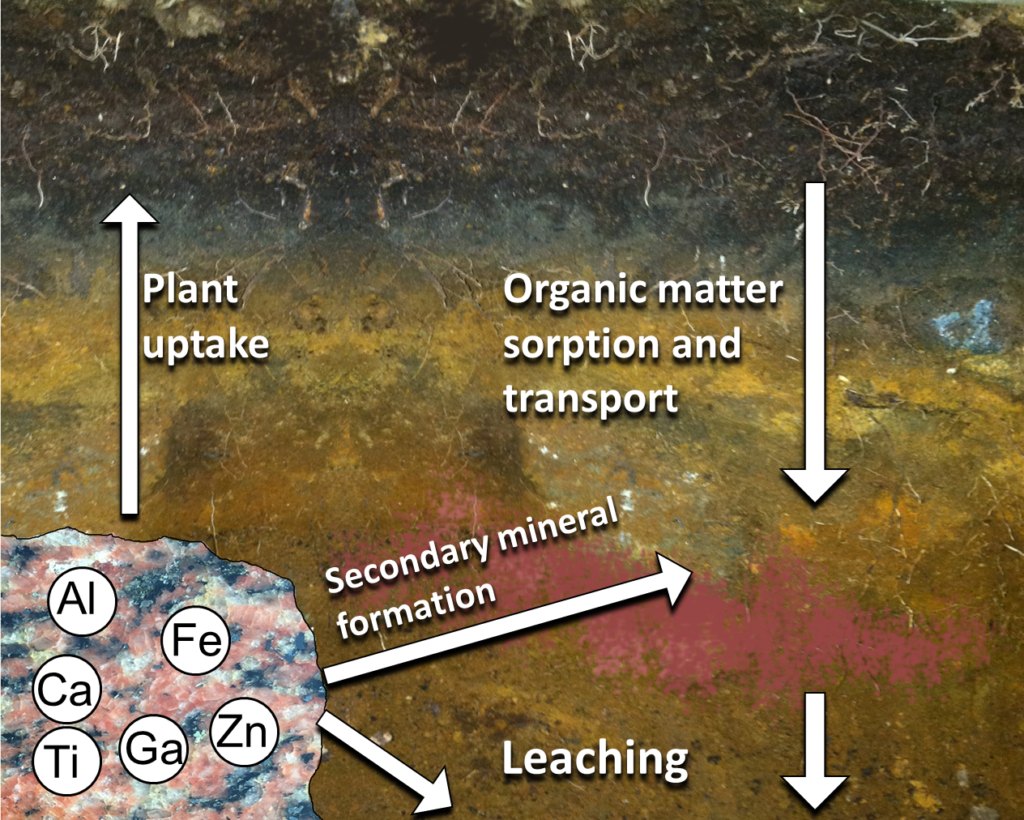 Soil metal biogeochemistry