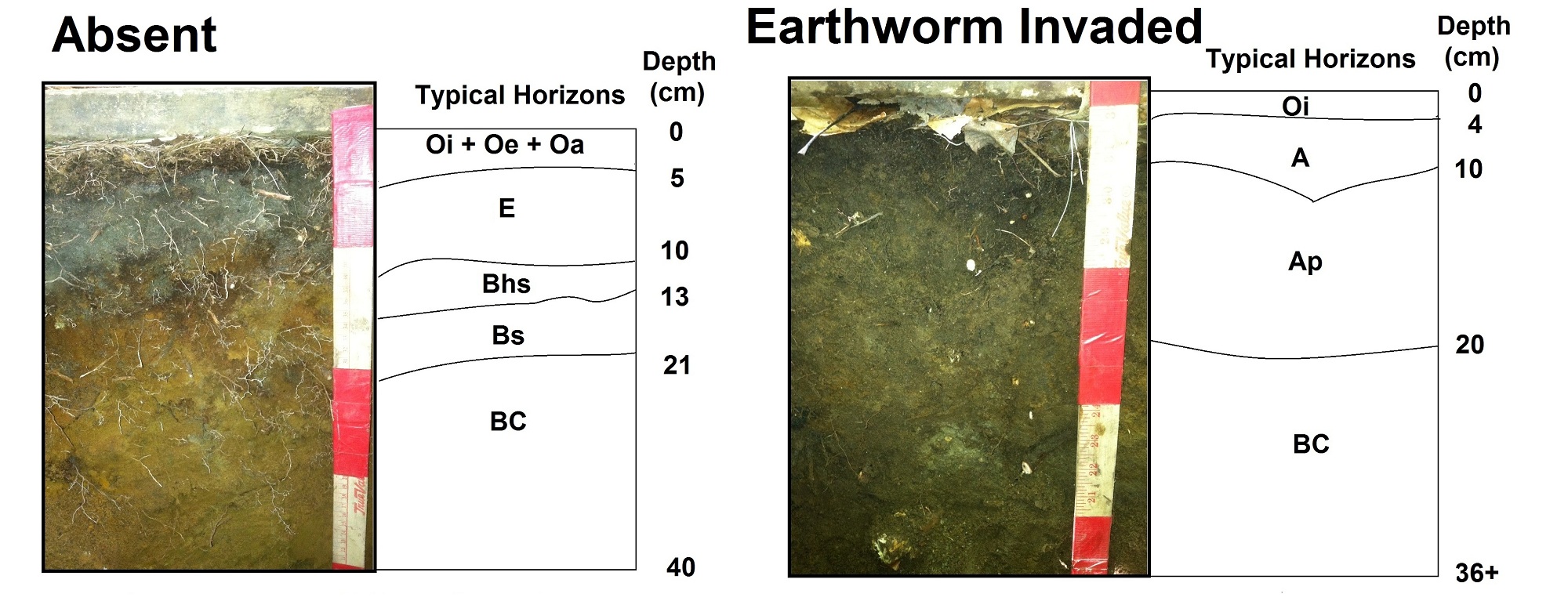 Soil morphology of earthworm invaded soils