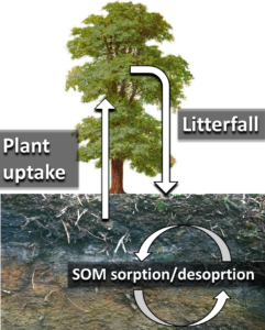 plant soil metal biogeochemistry