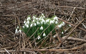 Snowdrops 'galanthus'