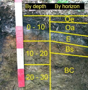 soil pit by depth and horizon