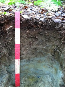 Aquic soil Elmore Vermont