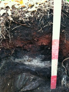 Stratton summit soil   